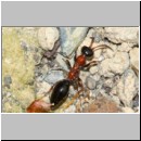 Methocha ichneumonides - Trugameise w09b 9mm.jpg